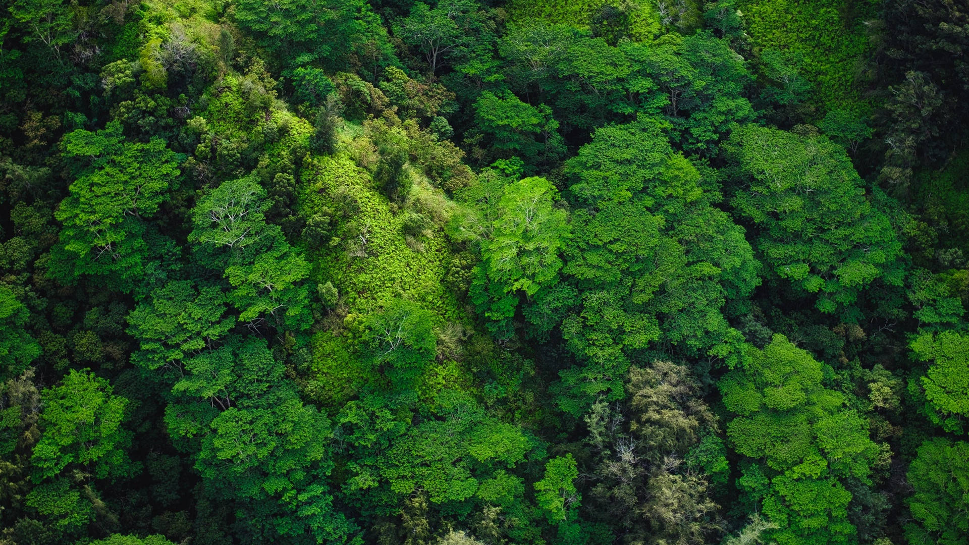 Vedere aeriană a pădurii Fundal