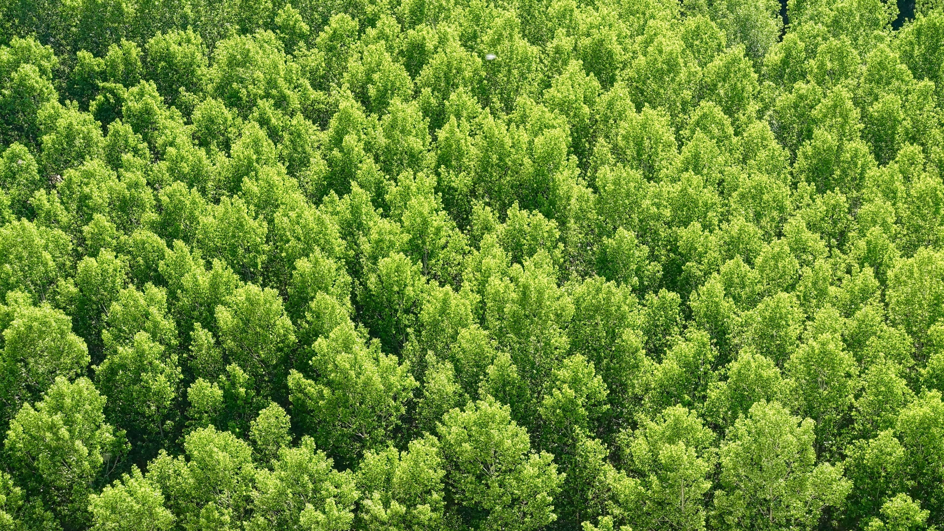 Vedere cu pădure de copaci verzi Fundal