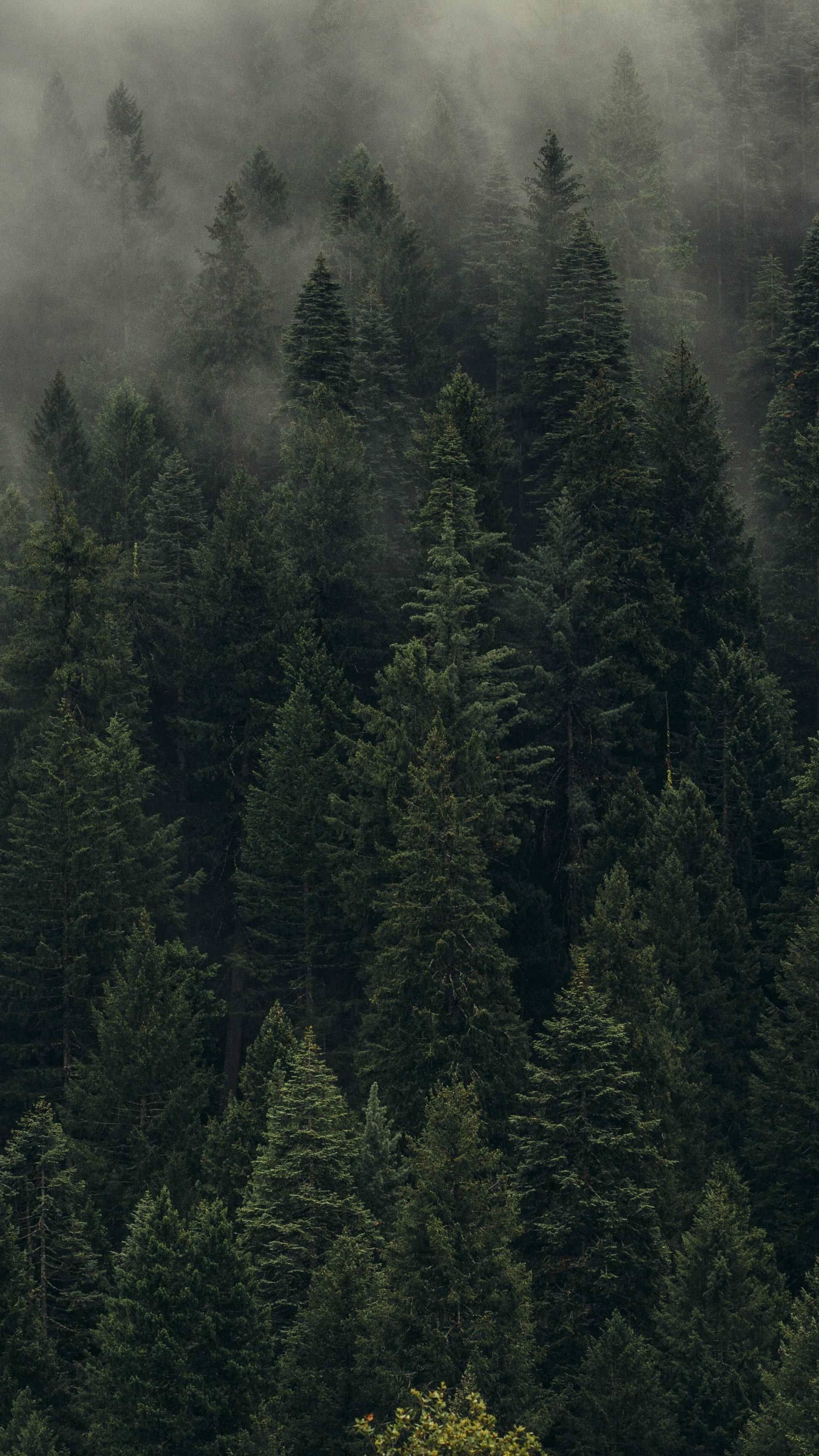 Vedere cu pini în pădure Fundal
