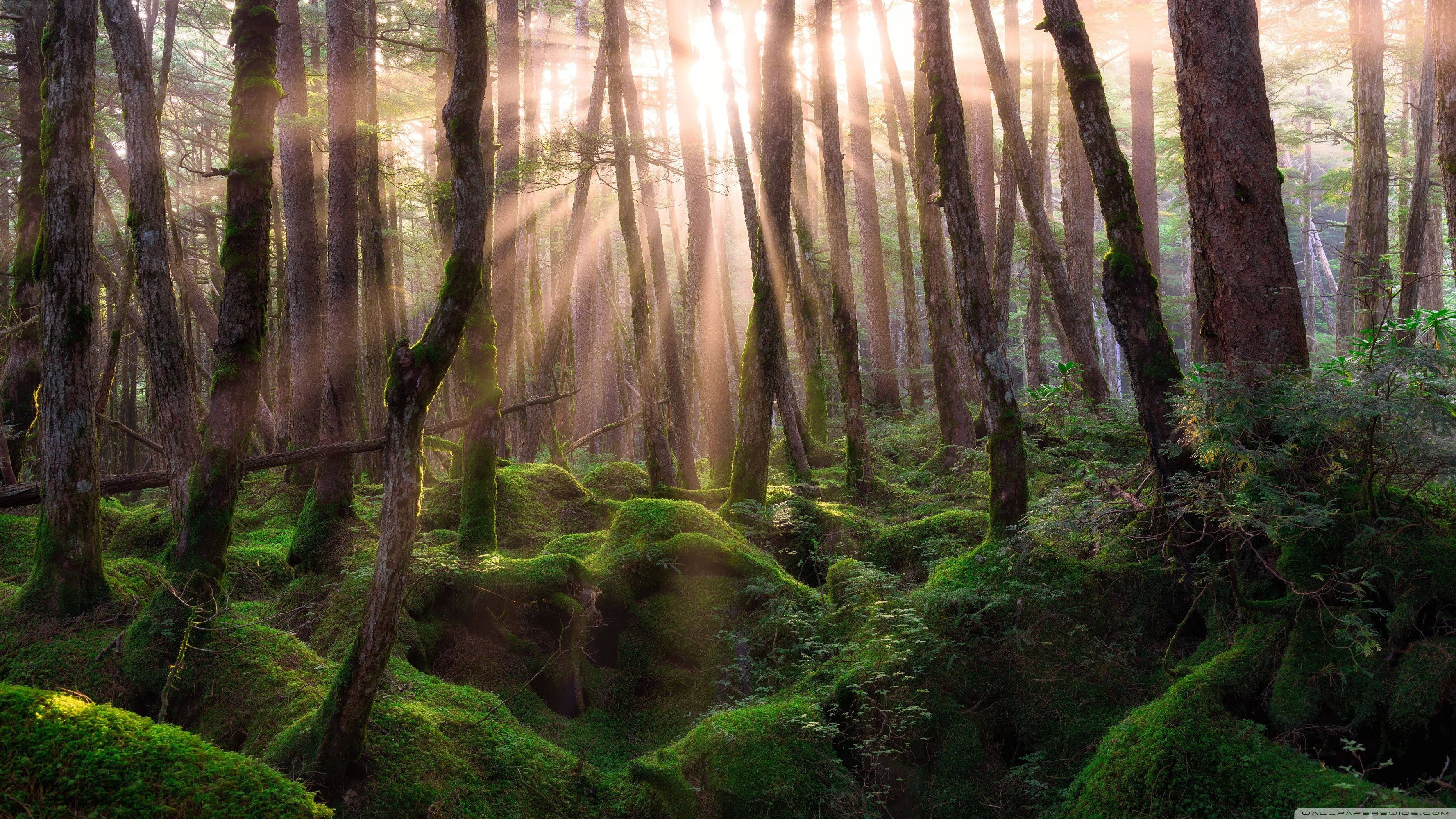 Vedere de pădure cu raze de soare Fundal
