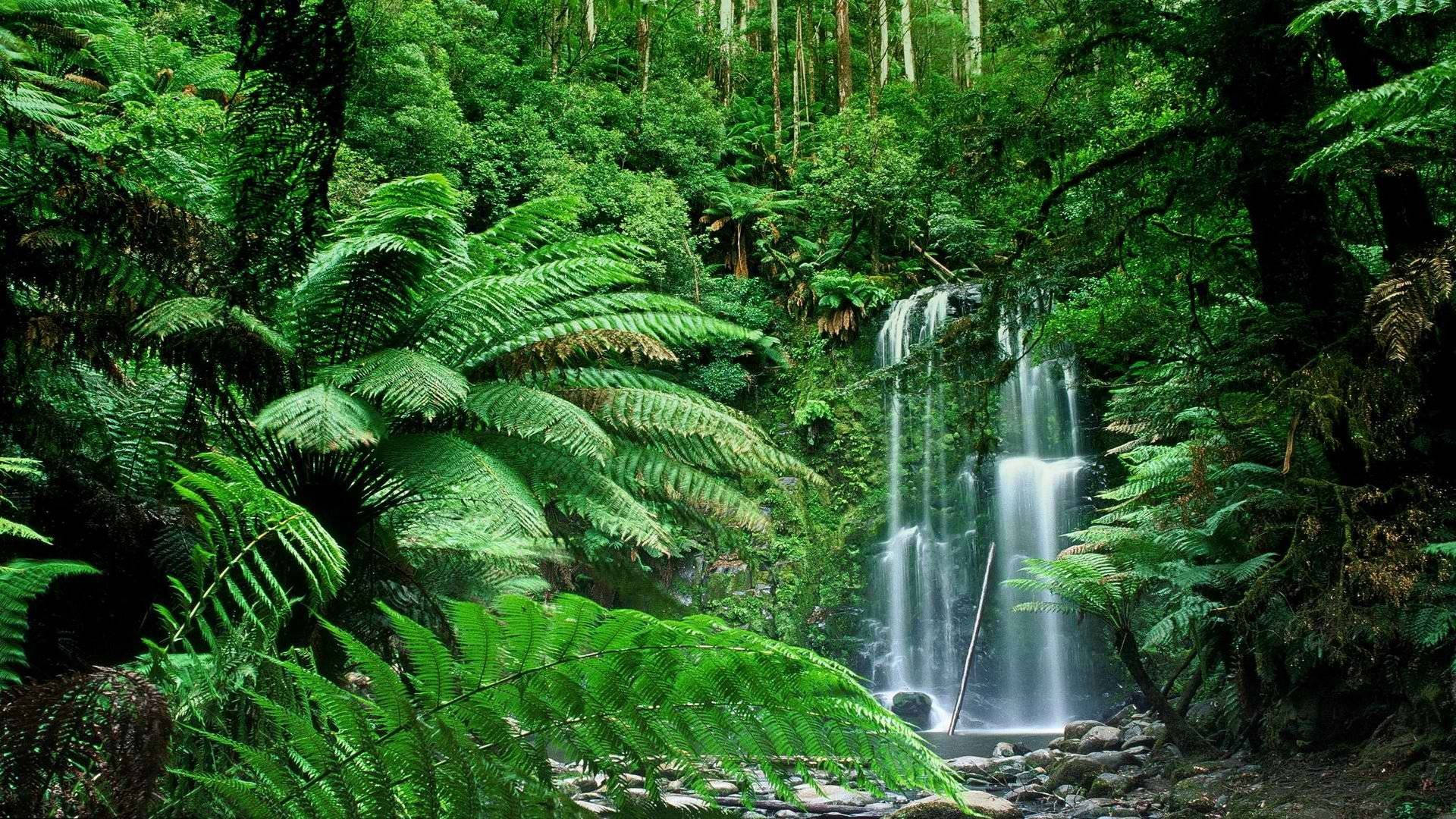 Vedere de pădure cu cascadă Fundal