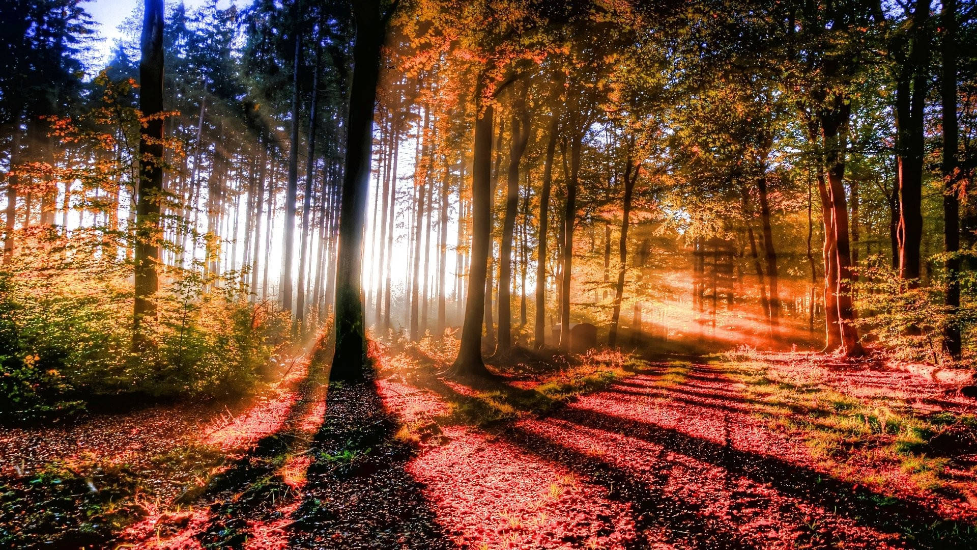 Vedere de pădure cu soare strălucitor Fundal