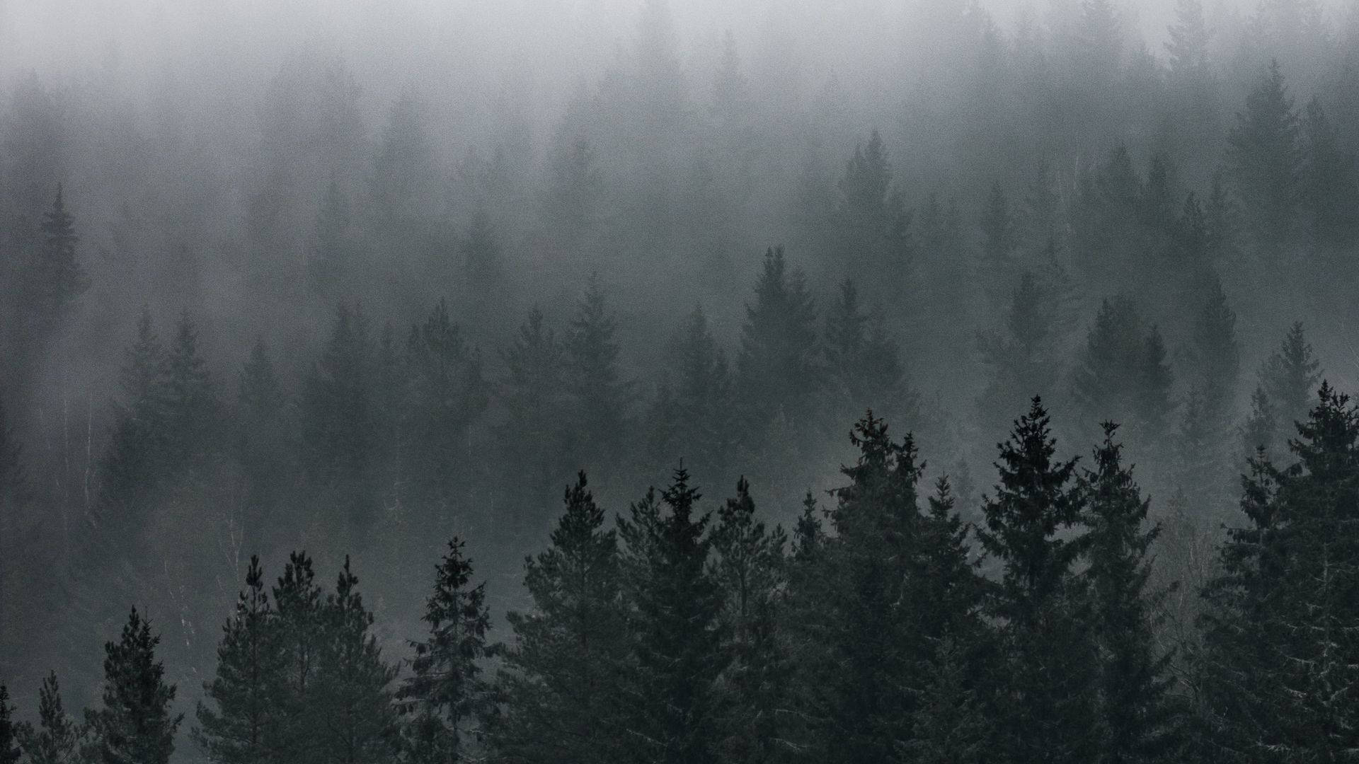 Vedere de Pădure Încețoșată Fundal