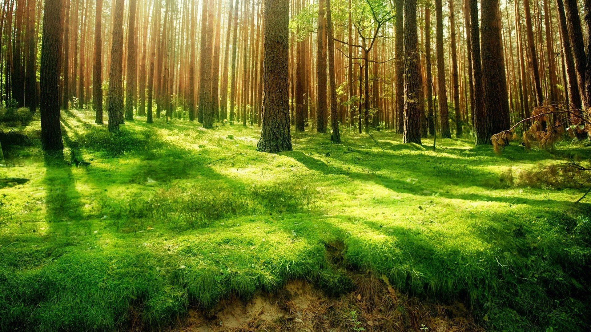 Vedere de Pădure Umbroasă Fundal