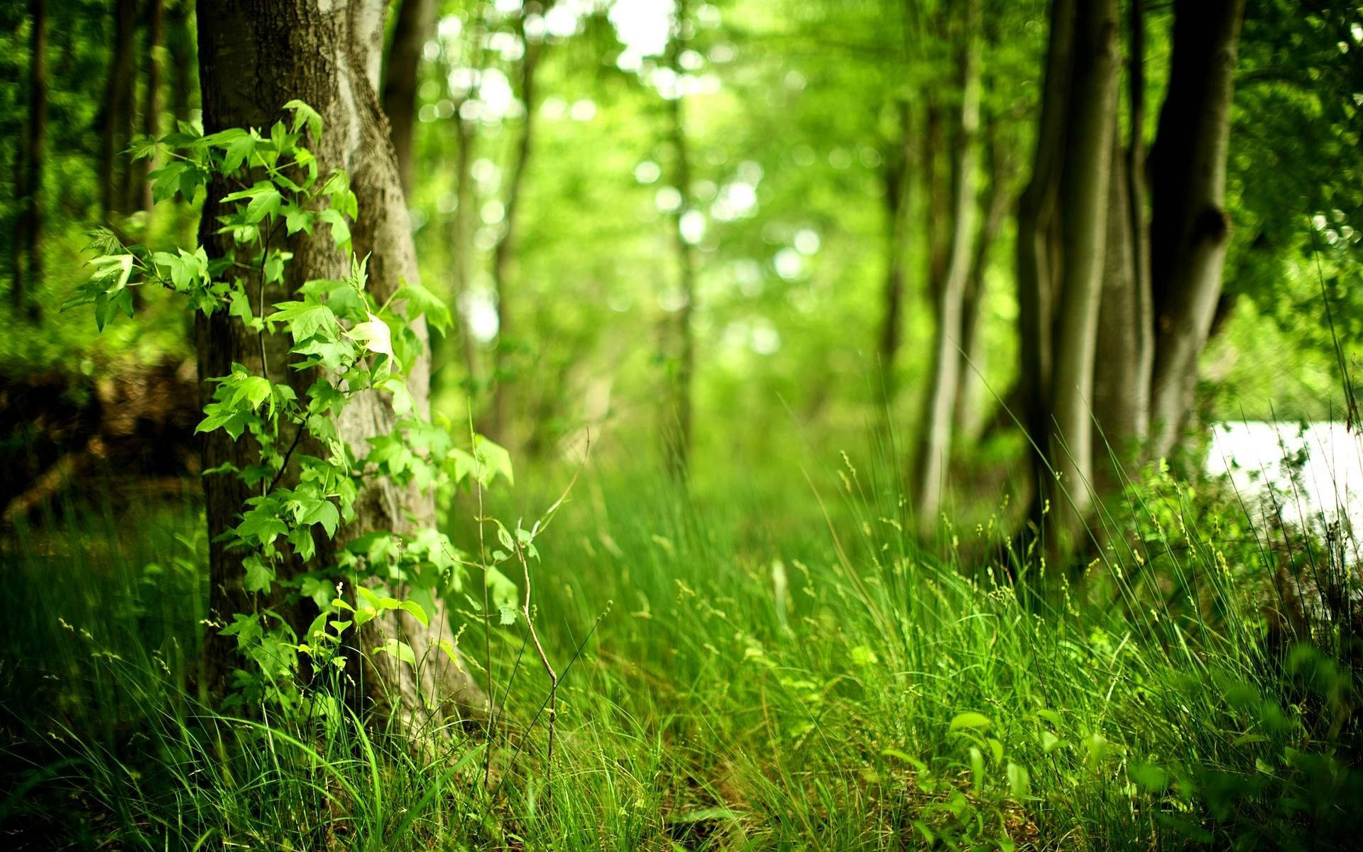 Vedere de Pădure Verde Fundal