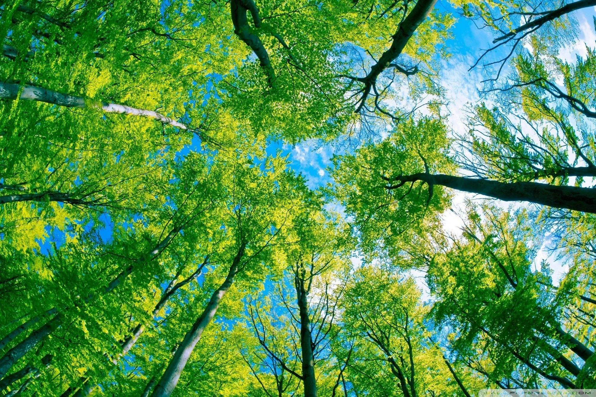 Vedere din ochii broaștei în pădure Fundal
