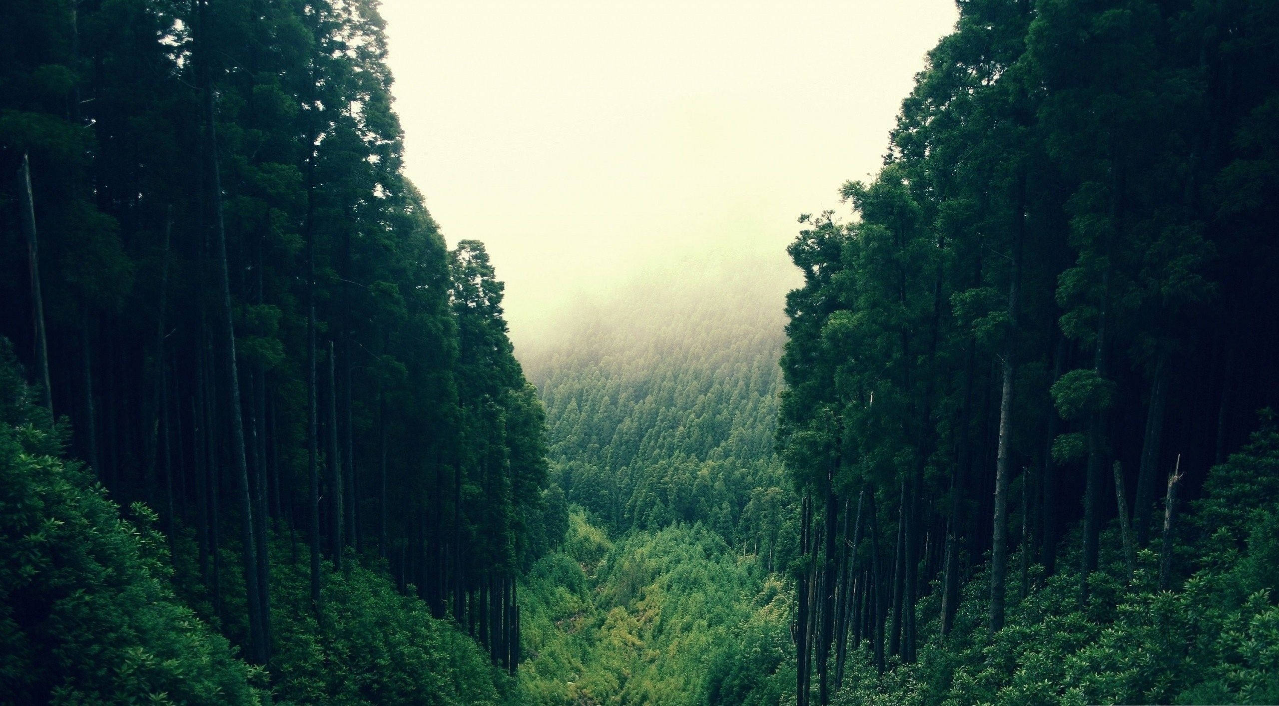 Vedere Majestuoasă de Pădure Fundal