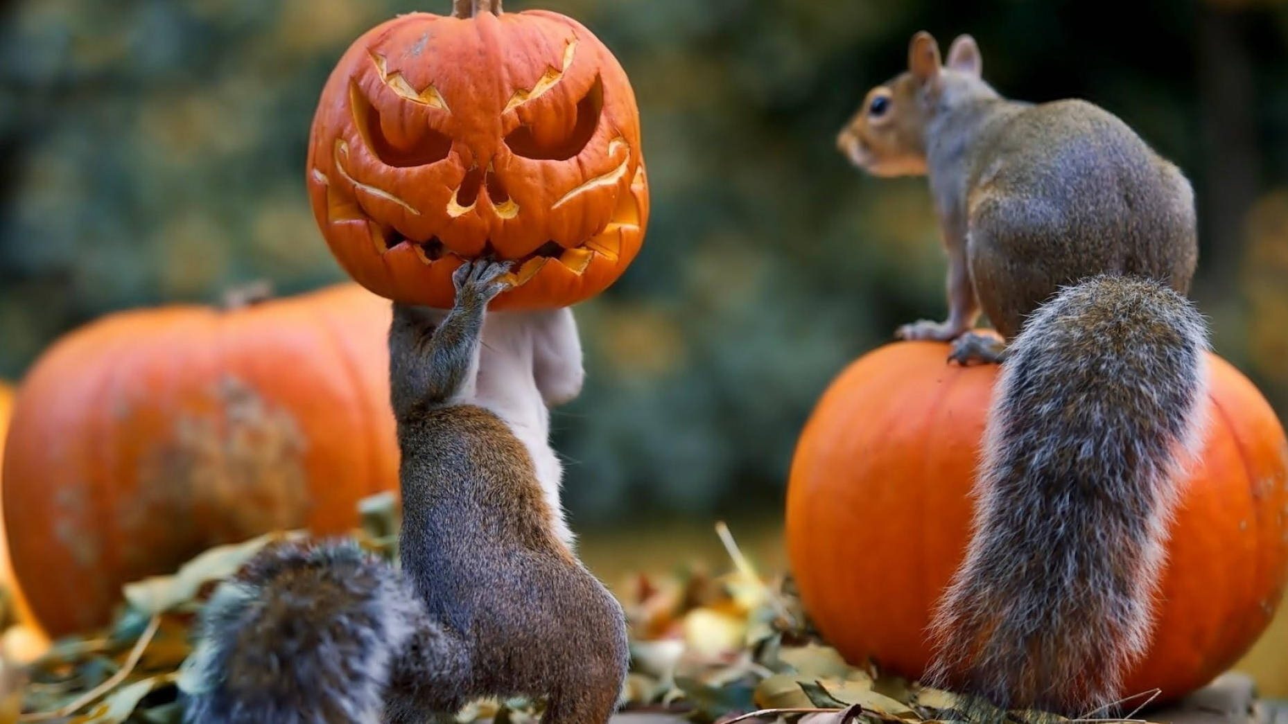 Veverițe adorabile de Halloween se bucură de spiritul festiv Fundal