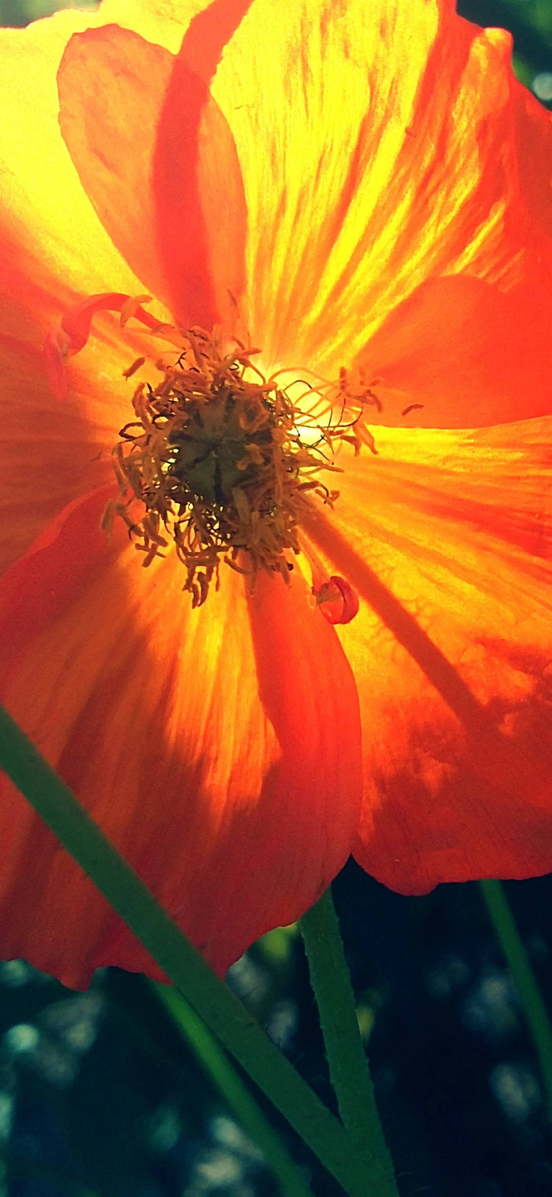 Vibrant Orange Poppy Flower Fundal