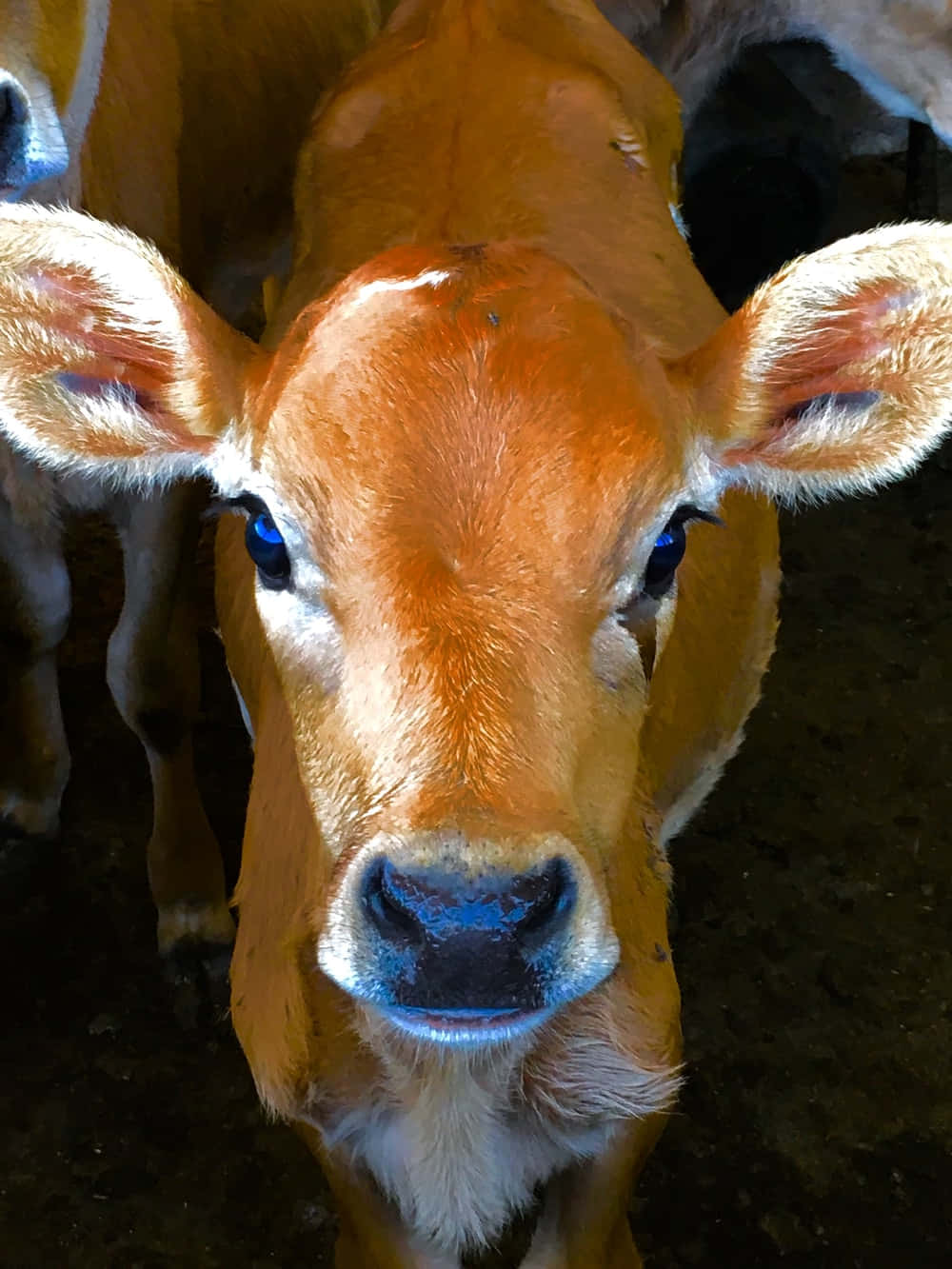 Viței adorabil care se bucură de razele soarelui Fundal