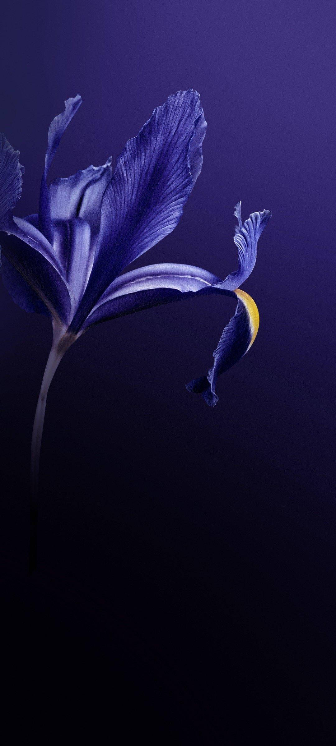 Vivo V20 Floare Violetă Fundal