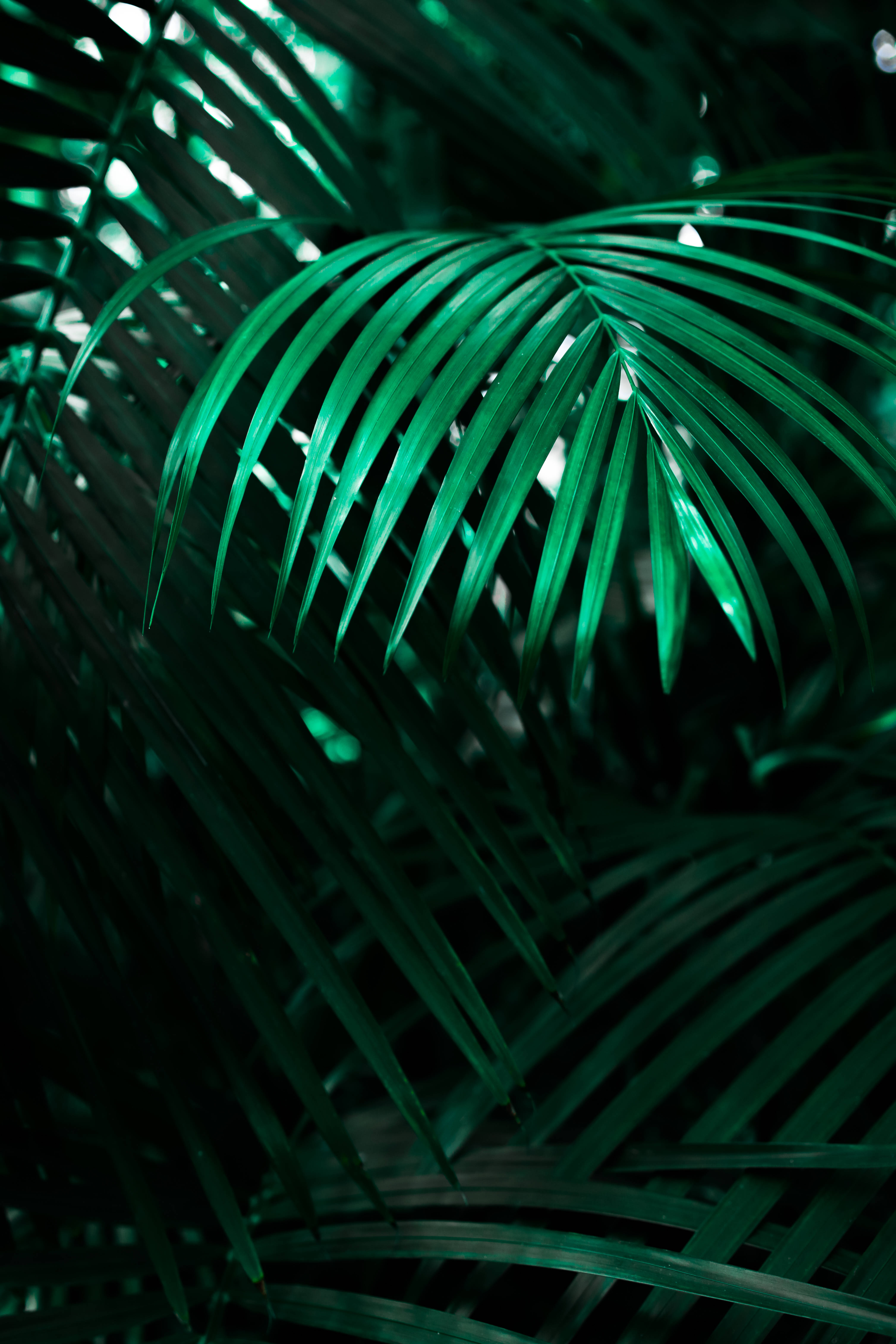 Wallpaper Cool pentru Ecran de Blocare cu Lup Neon Fundal