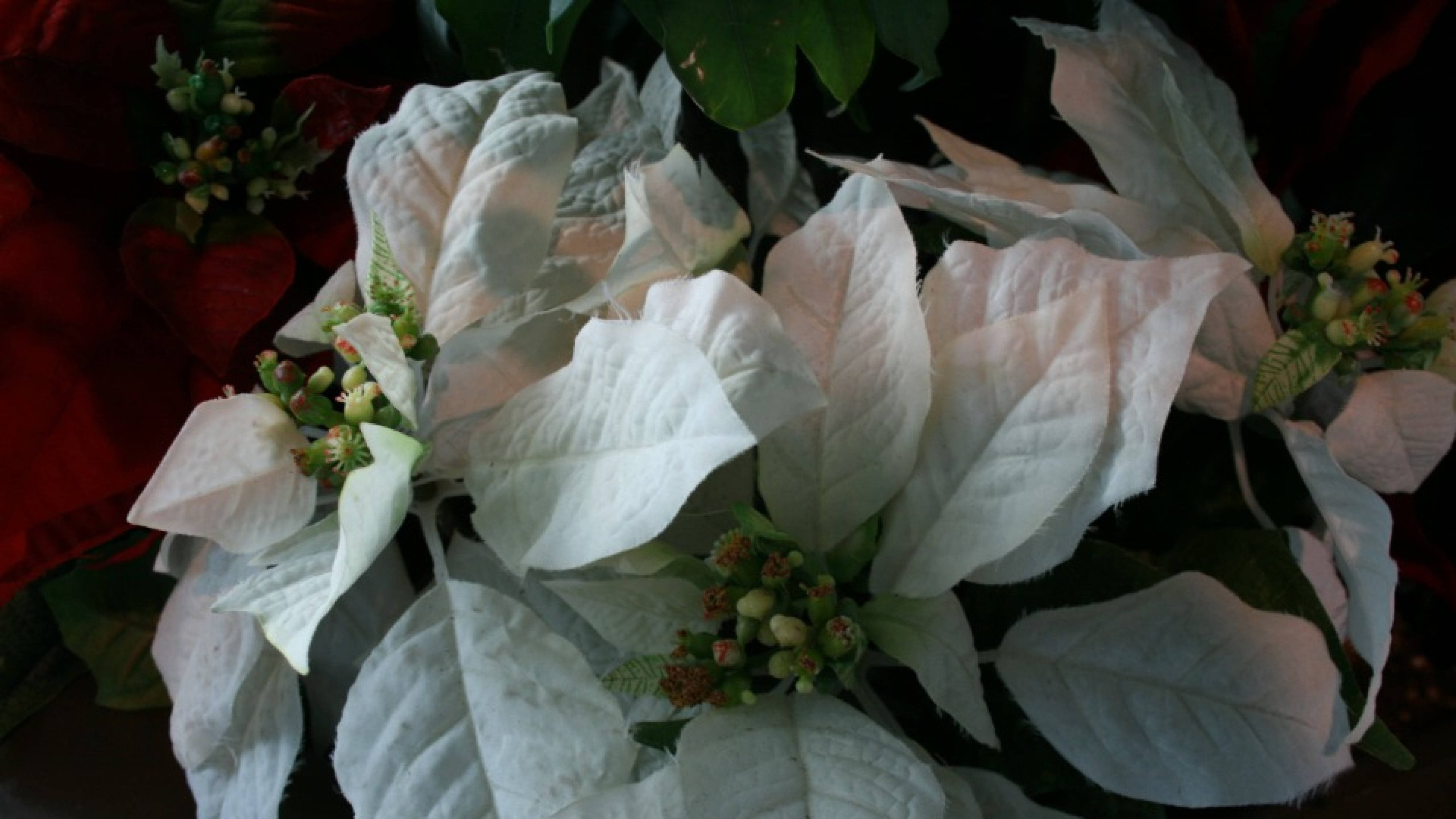 White Wonder Poinsettia Fundal