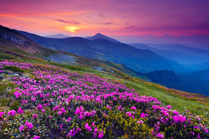 4k Peisaj Apus Violet Flori