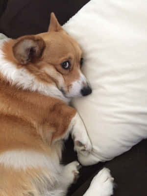 Imagini Amuzante cu Corgi — iPad a 9-a generație Fundal