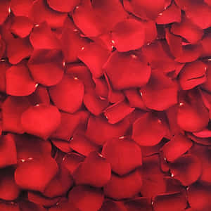 imagini Red Aesthetic — Roșu estetic GIF Fundal