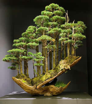 Imaginați cu bonsai — Galaxy Z Flip 8 Fundal