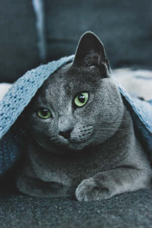 Imagini cu pisici Russian Blue — Xiaomi Pad Fundal