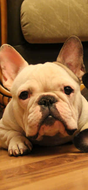 imagini bulldog francez — Honor 500 Pro Fundal