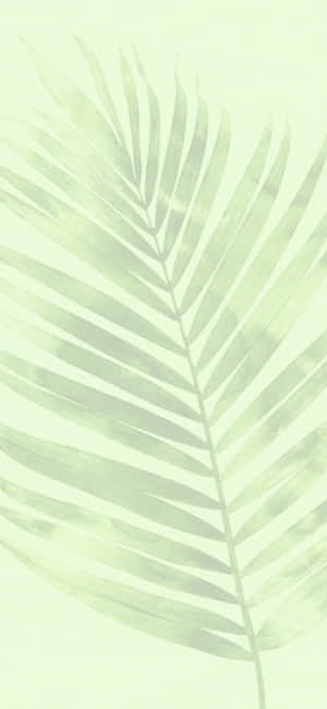 Fond de ecran verde estetic — iPhone 16 Pro Fundal