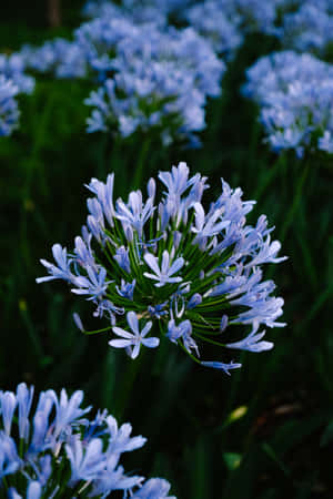 African Lilies Blue Flowers Phone — Huawei MatePad 11.5 (2026) Fundal