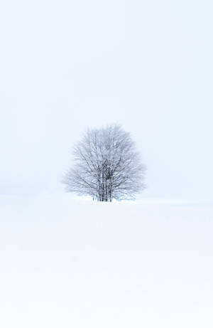 Wallpaper previzualizare copac, zăpadă, iarnă, minimalism, alb — Honor MagicPad4 Fundal