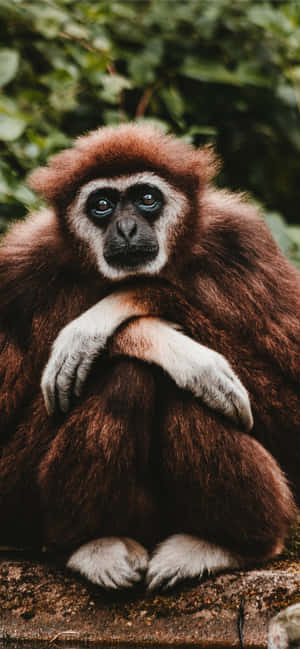 Fundal Android Gibbon — POCO M Fundal