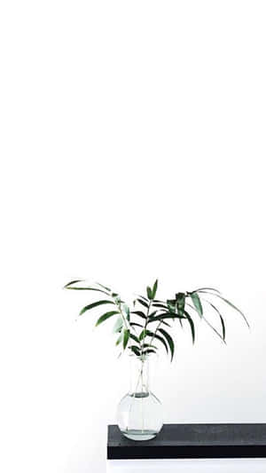 Imagini Aesthetic White — Alb aesthetic Fundal