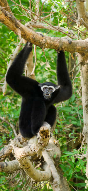 Iphone Xs Max Gibbon Fundal — iPhone 12 Fundal