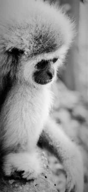 Fond iPhone Xs Max Gibbon — iPhone 15 Plus Fundal