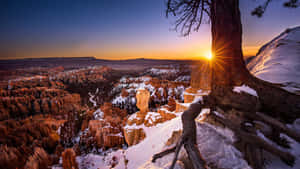 Apus de soare în Parcul Național Bryce Canyon, privit printr-un copac — Iarnă Fundal