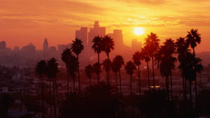 Apus de soare pe bulevardul Palm Tree din Los Angeles — Sunset Boulevard Fundal