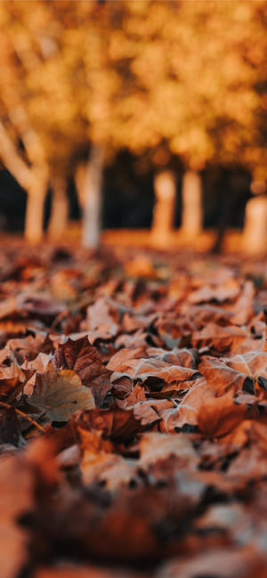Thanksgiving iPhone Image of Autumn Leaves — iPhone 16 Pro Fundal