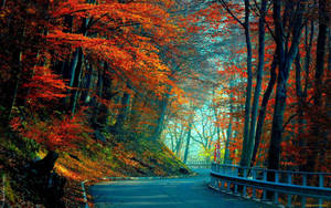 Winding road with orange maple trees on a morning during autumn season. — Toamnă Fundal