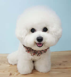 Imagini cu Bichon Frise — Galaxy Z Flip 8 Fundal