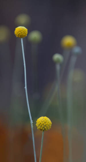 Billy Buttons Fundal Original iPhone 7 — iPhone Fundal