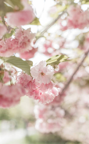 Blooming Cute Pink Aesthetic Cherry Blossom — Huawei MatePad Mini Fundal