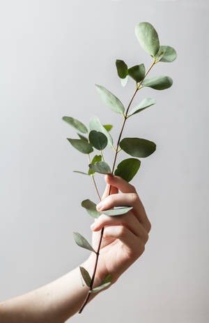 Wallpaper estetică verde Eucalyptus ținut — Honor MagicPad4 Fundal