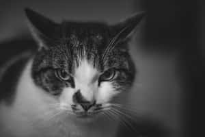 Imagini cu Grumpy Cat — MacBook Pro 14 Fundal