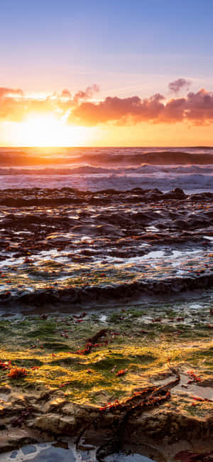 Fundal California iPhone X — Honor Play10A Fundal