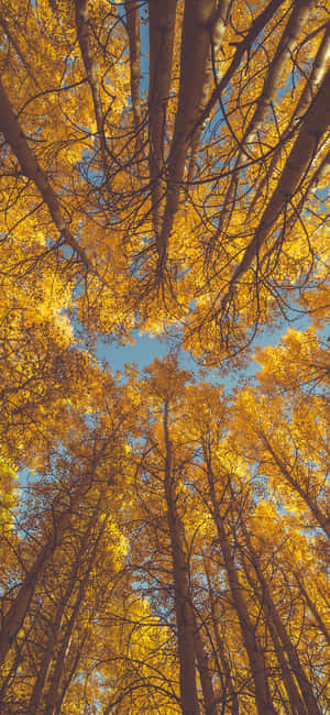Trees Iphone — Redmi Note 15 Special Fundal