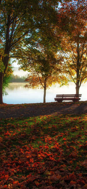 Iphone Xs Max Autumn Background — Honor 600 Fundal