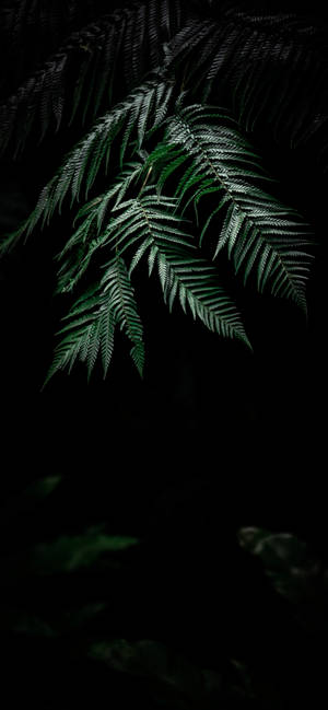 Plant Iphone — Galaxy A27 Fundal