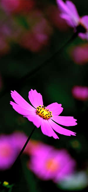1080x2340 — iPhone 16 Pro Fundal
