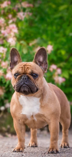 Bulldog Francez în Parc — Galaxy A17 Fundal