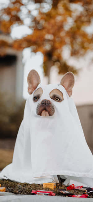 Imagini cu bulldog francez — Honor 500 Fundal