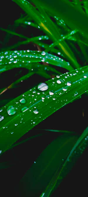 1080x2400 — Pixel 10 Pro Fold Fundal