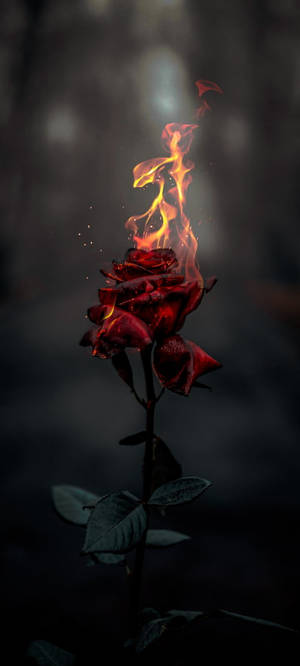Burning Rose Aesthetic — iPhone 17 Fundal