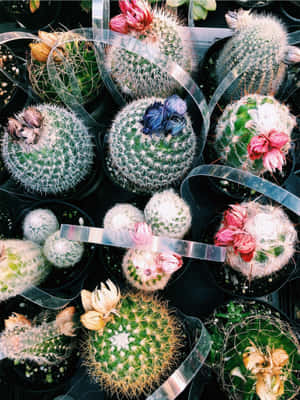 Imagini cu cactuși — iPad Air 13 Fundal
