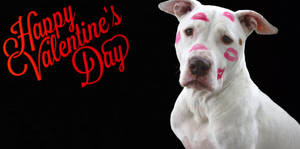 Valentines Day Funny Dog wallpaper — High Contrast Fundal